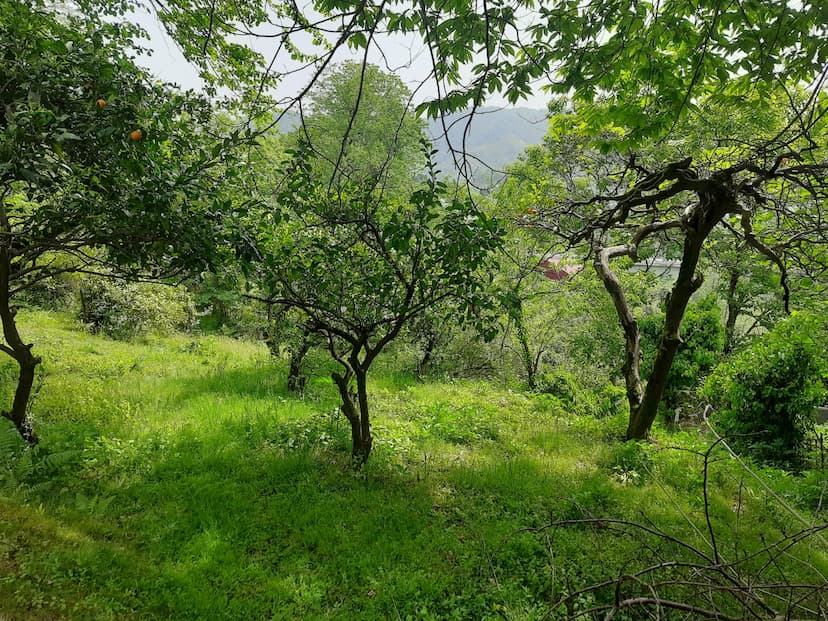 Land plot for sale in Chakvi
